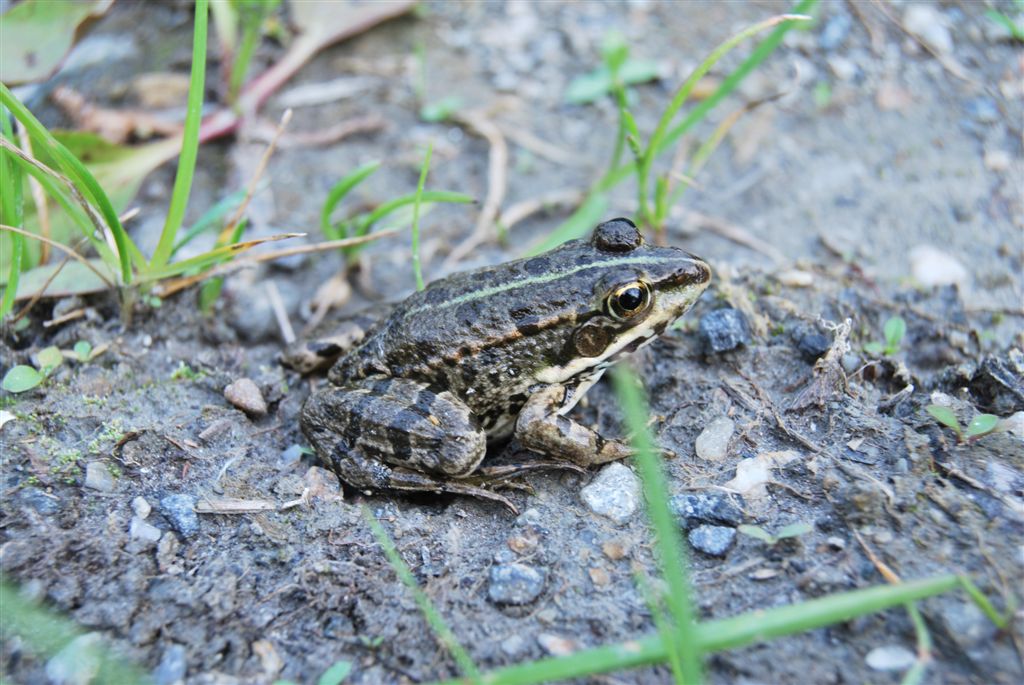 ID Rana Verde - Pelophylax sp. (prov. Torino)